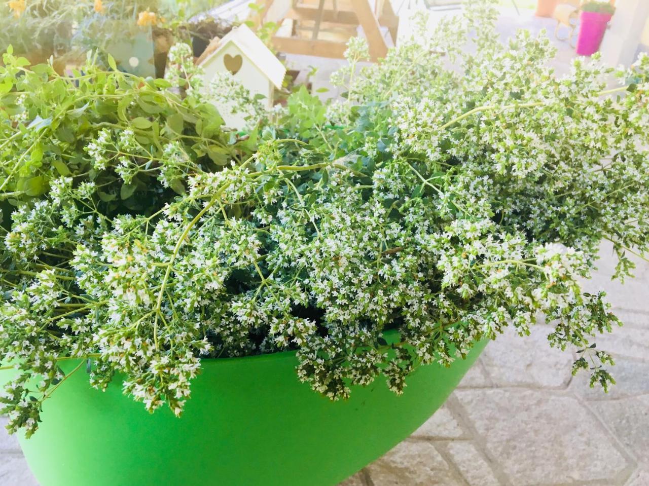 ヴァレンツァ Agriturismo Cascina Nuovaヴィラ エクステリア 写真